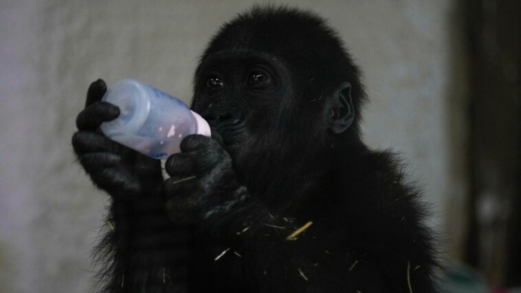 baby-gorilla-found-in-plane-cargo-recovering-at-turkish-zoo