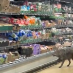 wild-coyote-yanked-from-refrigerated-section-of-aldi-supermarket-in-chicago,-shocking-video-shows