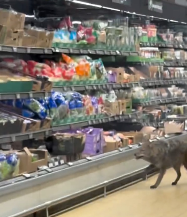 wild-coyote-yanked-from-refrigerated-section-of-aldi-supermarket-in-chicago,-shocking-video-shows