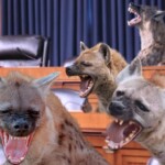 to-improve-senate-confirmation-hearings,-democratic-women-replaced-by-rabid-hyenas