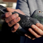 prized-pigeon-racing-birds-worth-hundred-of-thousands-stolen-with-drones,-lasers