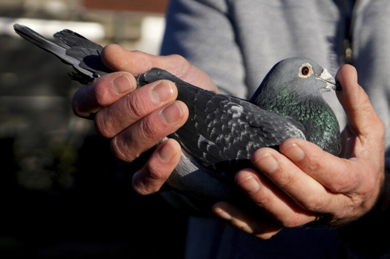 prized-pigeon-racing-birds-worth-hundred-of-thousands-stolen-with-drones,-lasers