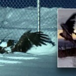 alaska-bald-eagle-found-‘frozen-and-unable-to-fly’-rescued-by-police:-‘ready-to-fly-the-coop’