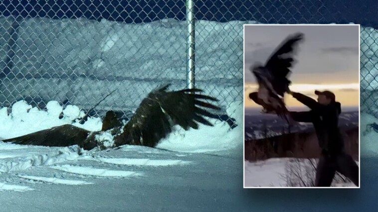 alaska-bald-eagle-found-‘frozen-and-unable-to-fly’-rescued-by-police:-‘ready-to-fly-the-coop’