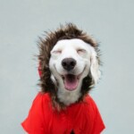 14-winter-dog-jackets-that’ll-keep-your-dog-warm-during-winter-walks