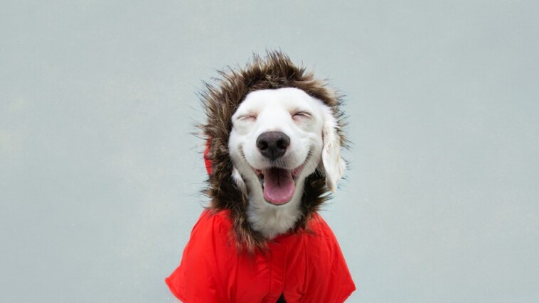 14-winter-dog-jackets-that’ll-keep-your-dog-warm-during-winter-walks