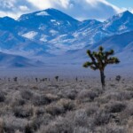 nevada-residents-furious-after-learning-what-was-bulldozed-to-make-room-for-‘green’-solar-farm