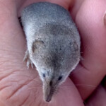 rare-mount-lyell-shrew-photographed-for-the-first-time-by-college-students-in-calif.