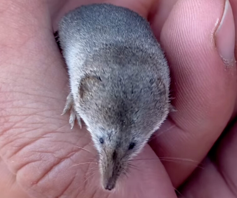 rare-mount-lyell-shrew-photographed-for-the-first-time-by-college-students-in-calif.