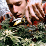 maine-admits-licensing-transnational-criminal-organizations-to-grow-marijuana