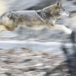 coyotes-spotted-trotting-through-central-park,-including-in-broad-daylight,-several-times-in-last-few-weeks