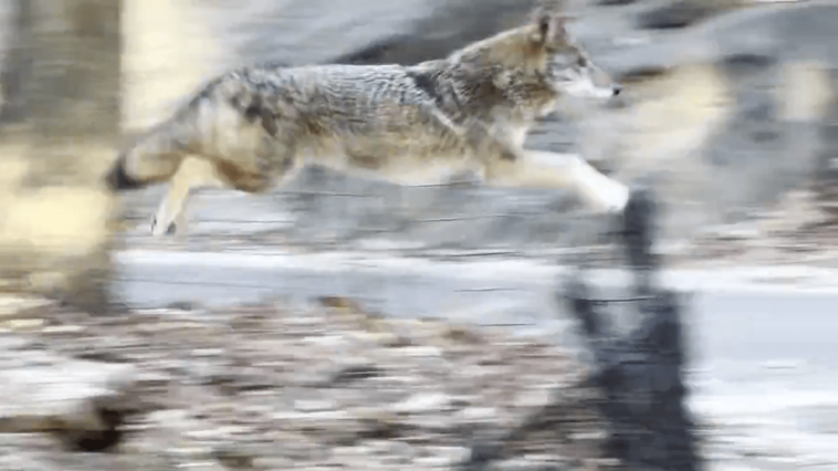 coyotes-spotted-trotting-through-central-park,-including-in-broad-daylight,-several-times-in-last-few-weeks