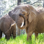 colorado-court-rules-elephants-at-zoo-cannot-pursue-their-release-because-they-are-not-human