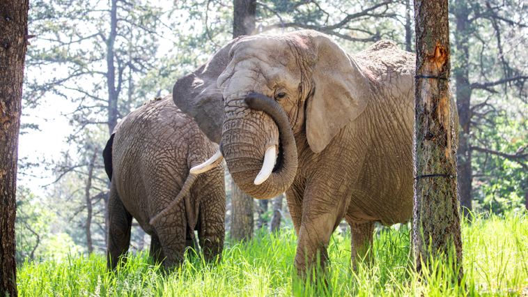 colorado-court-rules-elephants-at-zoo-cannot-pursue-their-release-because-they-are-not-human