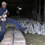 li’s-last-duck-farm-forced-to-shutter-and-euthanize-nearly-100k-birds-due-to-outbreak-of-contagious-bird-flu