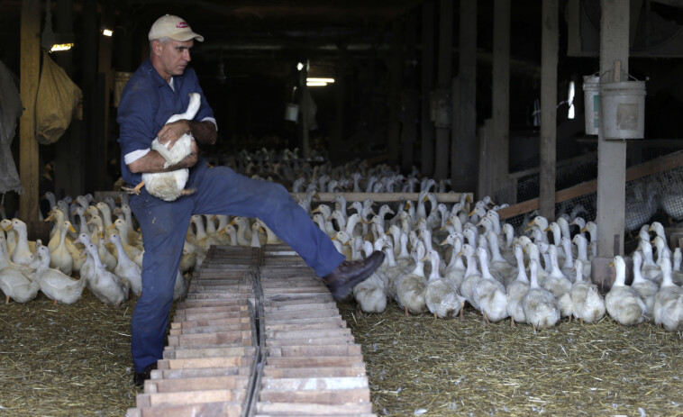 li’s-last-duck-farm-forced-to-shutter-and-euthanize-nearly-100k-birds-due-to-outbreak-of-contagious-bird-flu