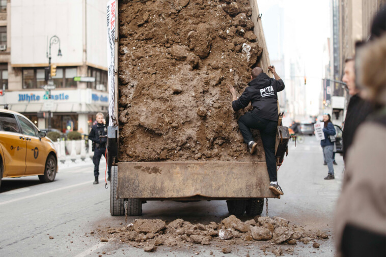 peta-dumps-manure-outside-rival-aspca’s-nyc-office-—-but-hits-snag-over-frigid-temps