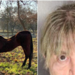 woman-arrested-after-27-dead-horses-found-in-california