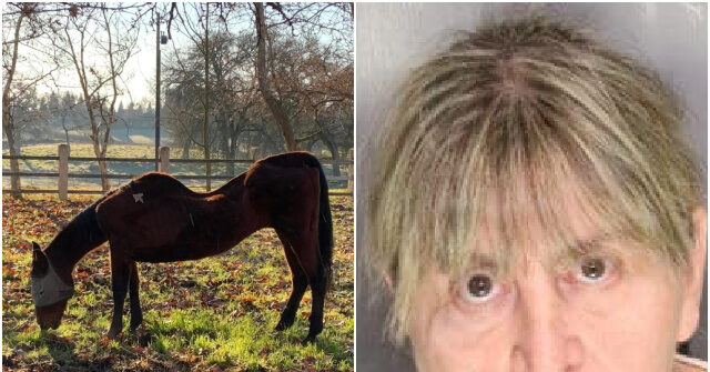 woman-arrested-after-27-dead-horses-found-in-california