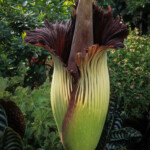 blooming-corpse-flower-unleashes-foul-‘rotten-flesh’-stench-at-brooklyn-botanical-garden-in-historical-first