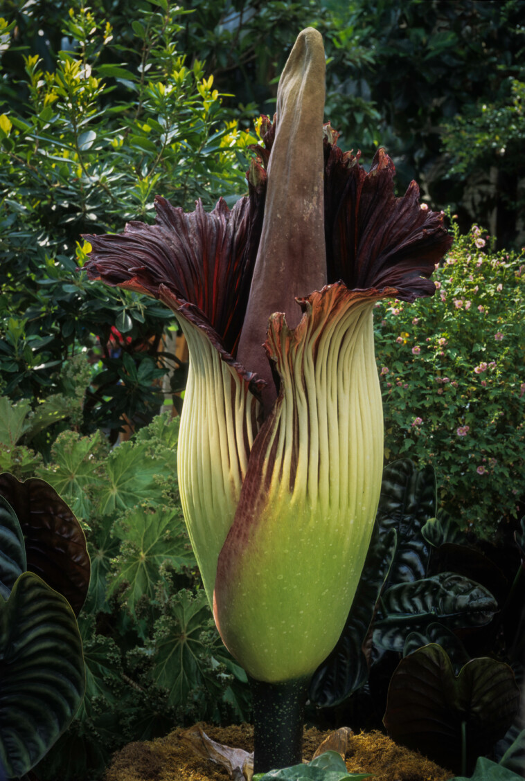 blooming-corpse-flower-unleashes-foul-‘rotten-flesh’-stench-at-brooklyn-botanical-garden-in-historical-first