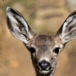 warning-issued-as-wildlife-officials-find-georgia-deer-with-chronic-wasting-disease