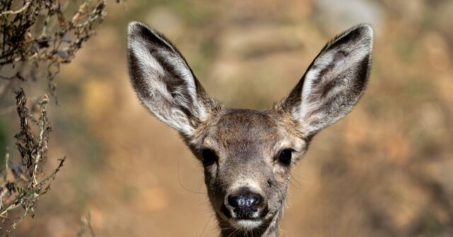 warning-issued-as-wildlife-officials-find-georgia-deer-with-chronic-wasting-disease