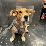 simon-the-basset-cattle-dog-sworn-in-as-second-honorary-dog-mayor-of-nyc-following-chaotic-election