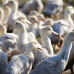 first-outbreak-of-rare-bird-flu-strain-detected-at-calif.-duck-farm