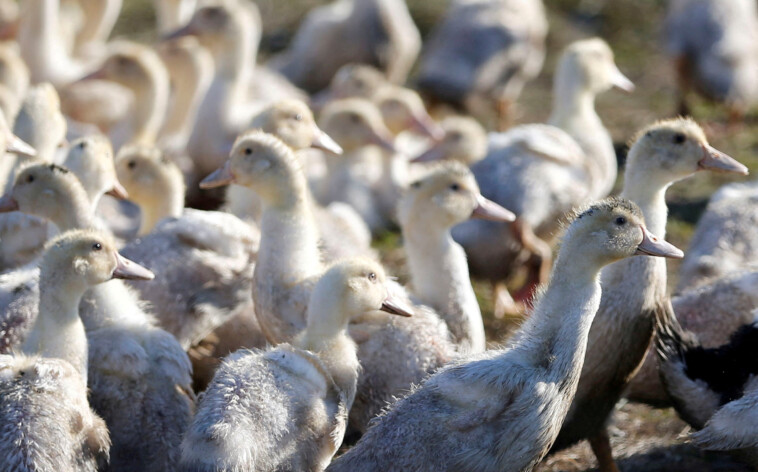 first-outbreak-of-rare-bird-flu-strain-detected-at-calif.-duck-farm