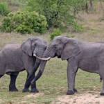 south-african-elephant-tramples,-kills-tourist-who-was-trying-to-save-children