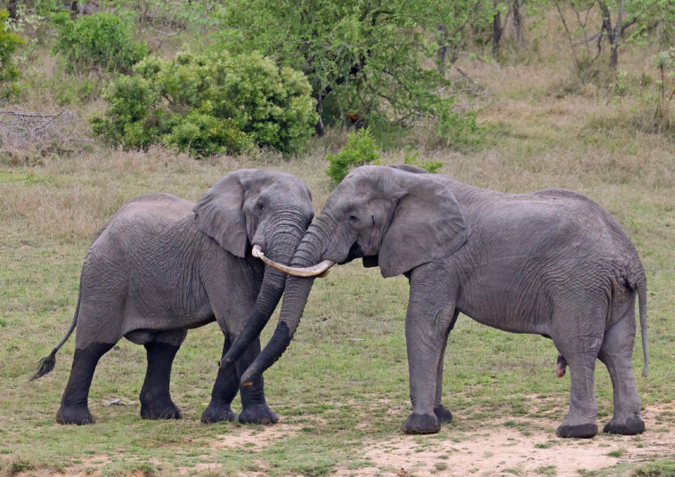 south-african-elephant-tramples,-kills-tourist-who-was-trying-to-save-children