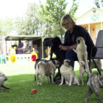 pug-life:-south-african-woman-has-rescued-more-than-2,500-of-the-lovable-‘clowns-of-the-dog-world’