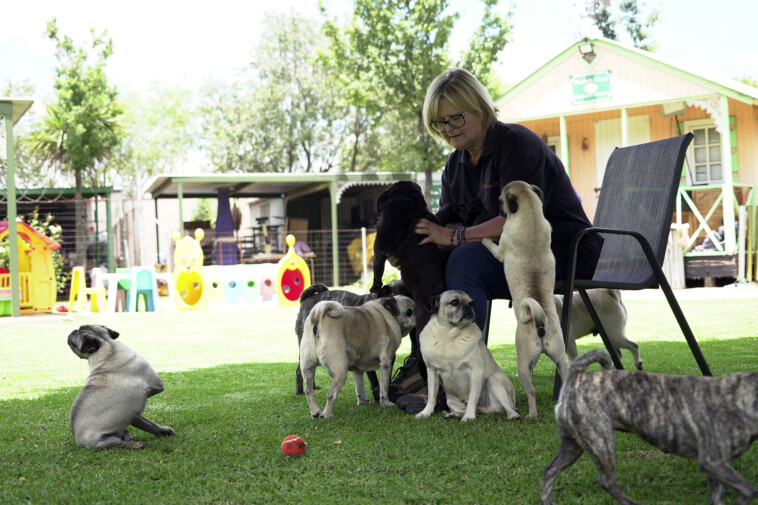 pug-life:-south-african-woman-has-rescued-more-than-2,500-of-the-lovable-‘clowns-of-the-dog-world’