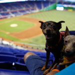 marlins-getting-sued-over-dog-urine-in-wild-lawsuit