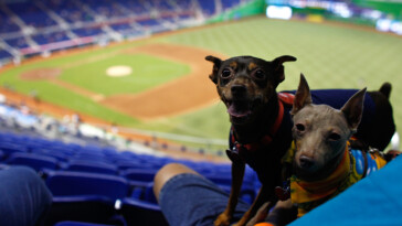 marlins-getting-sued-over-dog-urine-in-wild-lawsuit