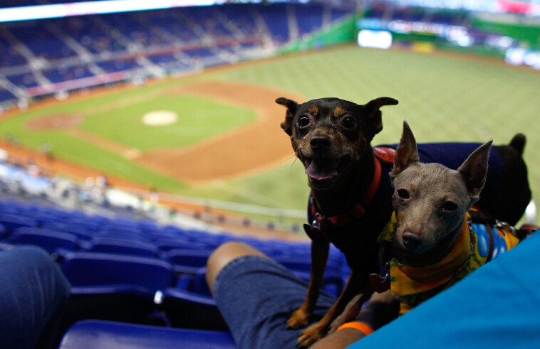 marlins-getting-sued-over-dog-urine-in-wild-lawsuit