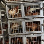 activists-accuse-nyc-shops-of-selling-‘sickly’-chickens-in-scramble-before-bird-flu-shutdown