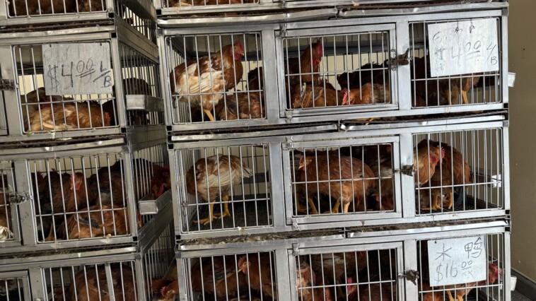 activists-accuse-nyc-shops-of-selling-‘sickly’-chickens-in-scramble-before-bird-flu-shutdown