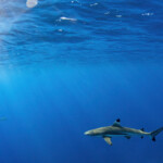 shark-attacks-two-american-tourists-in-the-bahamas,-leaving-one-with-‘serious’-injuries