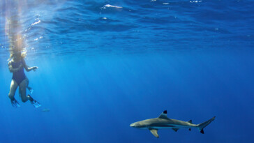 shark-attacks-two-american-tourists-in-the-bahamas,-leaving-one-with-‘serious’-injuries