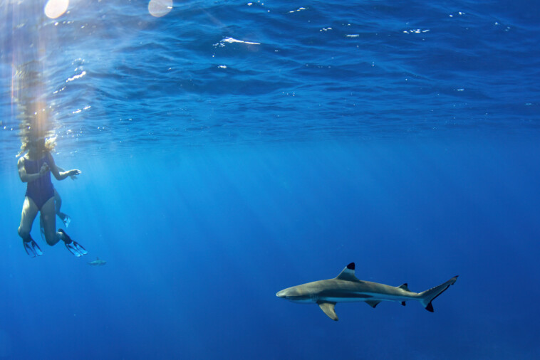 shark-attacks-two-american-tourists-in-the-bahamas,-leaving-one-with-‘serious’-injuries