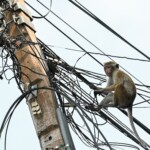 nationwide-power-outage-in-sri-lanka-caused-by-rogue-monkey-in-electrical-grid