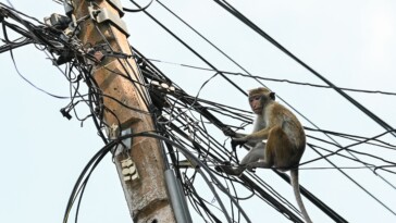 nationwide-power-outage-in-sri-lanka-caused-by-rogue-monkey-in-electrical-grid