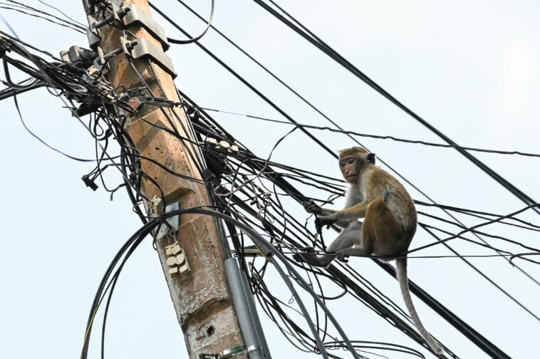 nationwide-power-outage-in-sri-lanka-caused-by-rogue-monkey-in-electrical-grid