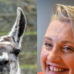 lefty-lunacy:-uk-health-minister-defended-people-identifying-as-llamas