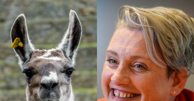 lefty-lunacy:-uk-health-minister-defended-people-identifying-as-llamas