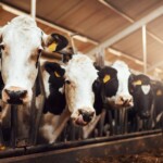 new-bird-flu-strain-detected-in-nevada-dairy-worker,-cdc-says