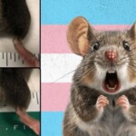 new-details:-there-are-at-least-15-active-nih-grants-paying-for-transgender-animal-experiments