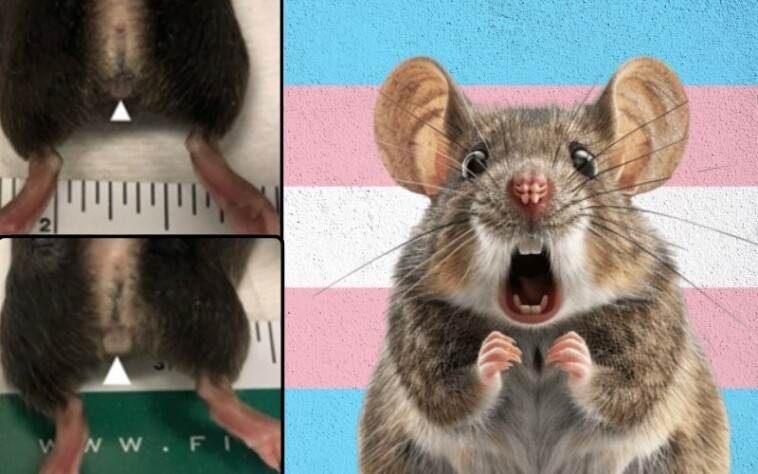 new-details:-there-are-at-least-15-active-nih-grants-paying-for-transgender-animal-experiments